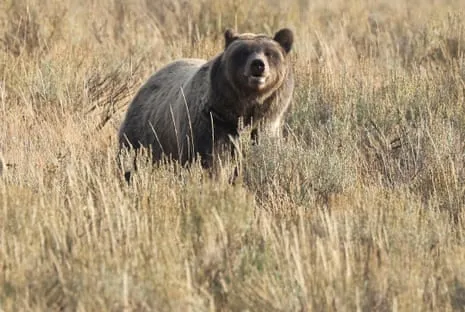 Hiker Attacked by Wild Animal in Wilderness Area Air Lifted to Hospital