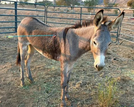 Wild Ass On the Mend Following Latest Bow Assault on Free-Roaming Asses in California