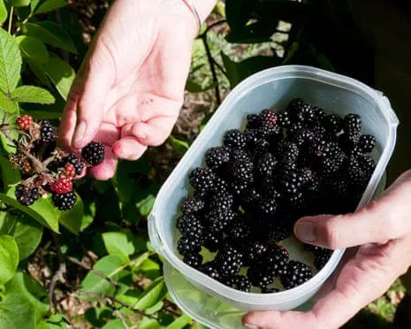 In Search Of: Delicious Bakes to Utilize a Surplus of Handmade Jam