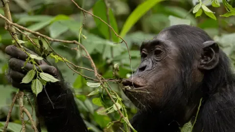 Apes Ingesting a Daily Dose of One Lager Daily from Ripe Fruit, Research Finds
