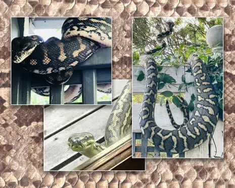 Embracing the Snakes in the Overhead Space: An Evolution from Fear to Respect