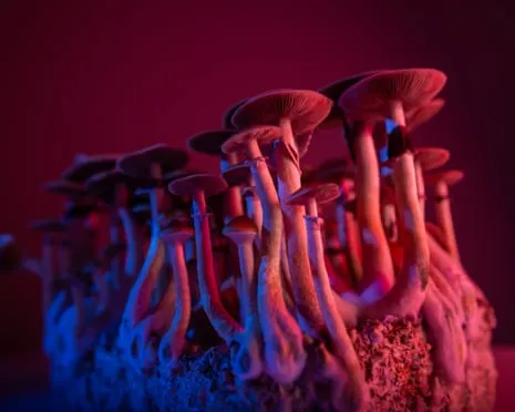 About Psychedelics by Justin Smith-Ruiu: A Philosophical Guide into Psychedelics