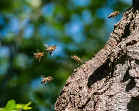 Why Saving Honeybees Might Harm Other Pollinators